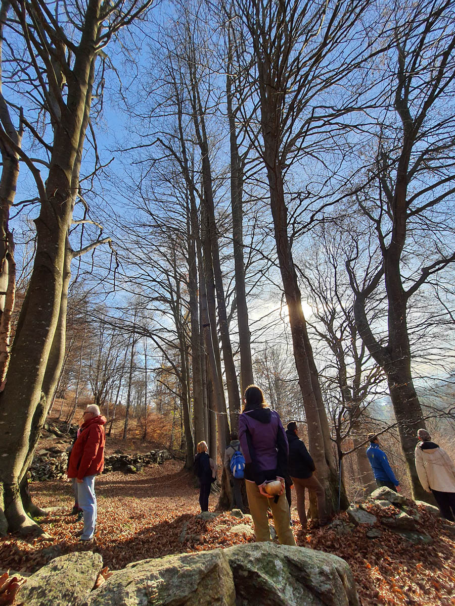 immersioni-natura-forest-bathing